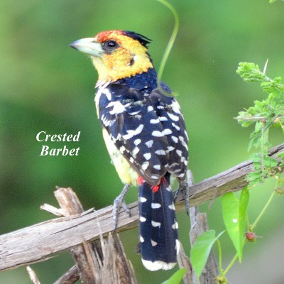 Crested Barbet